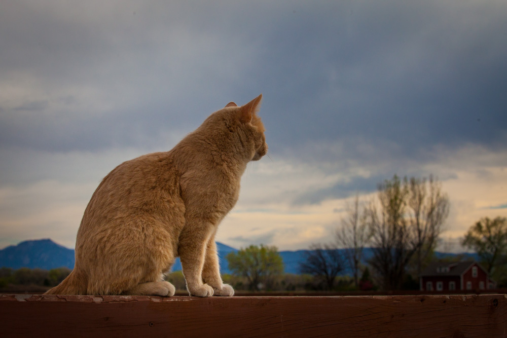 What a Barn Cat Knows About Change